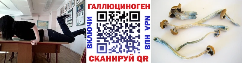 Галлюциногенные грибы Psilocybine cubensis  Махачкала 